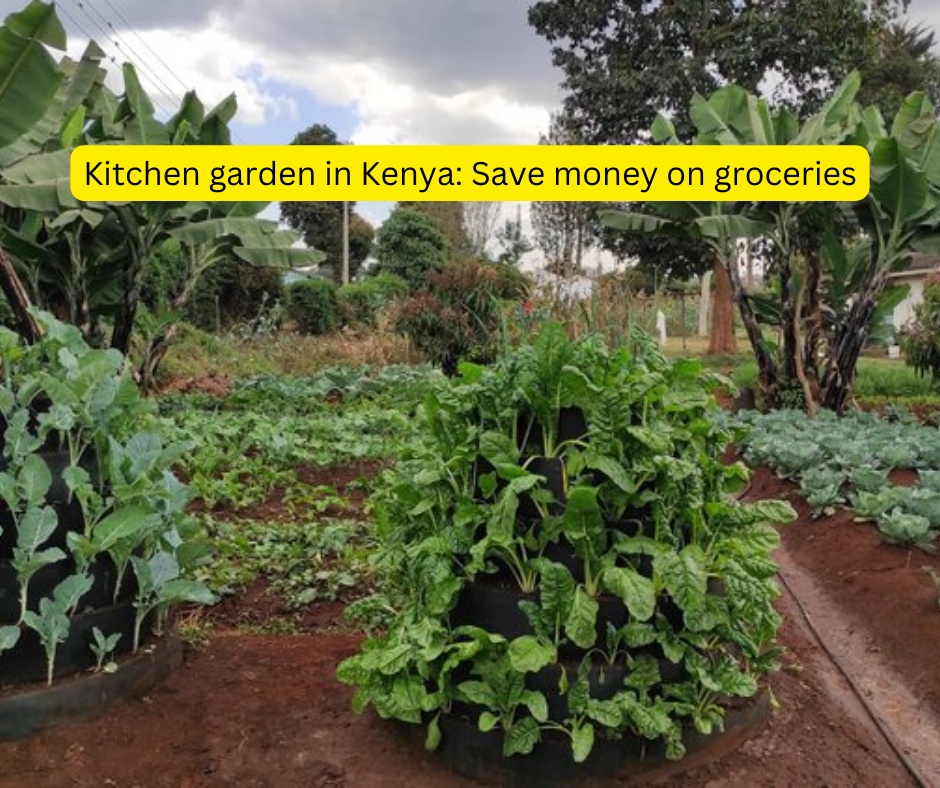 kitchen garden