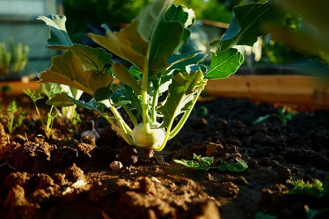 farming is a profitable side hustle in Kenya today