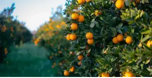 Orange trees at Mutua's farm in Makueni