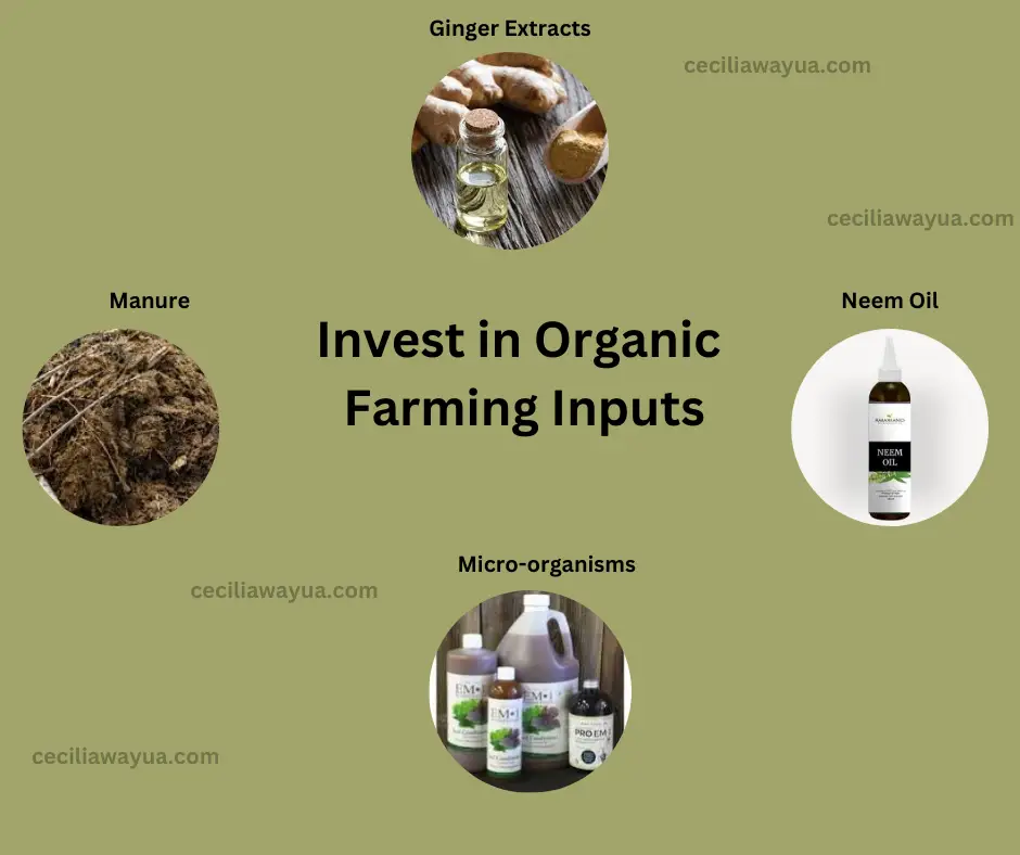 Organic farming investment opportunities in Kenya